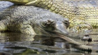 Gharial Alligator