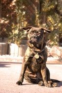 brown purebred dog