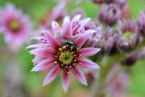 pollinating a pink flower in the garden close-up on blurred background