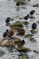 seagulls and ducks in the pond