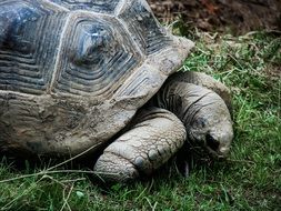 tropical turtle in wildlife