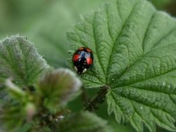 Red Point Beetle