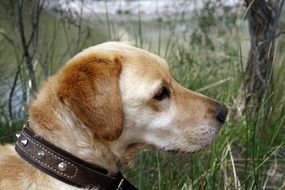 Golden retriever in summer forest