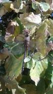 extraordinary Dragonfly
