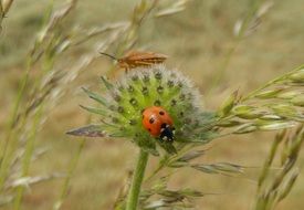 delightfully gentle Ladybug