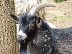 black male goat near a tree