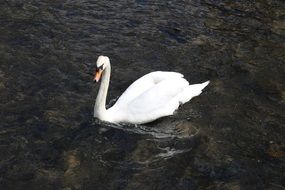 top view of a white swan on the water