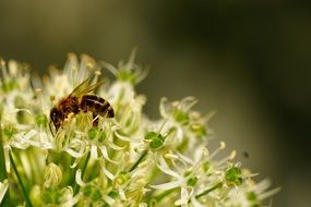 macro photo of bee on the white flower collecting nectar