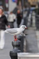 seagulls on the pier piles