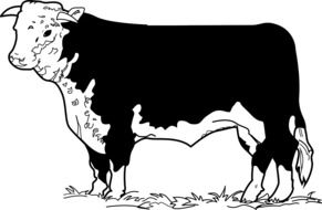 Cow Standing drawing