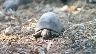 Turtle Animal Reptiles Species