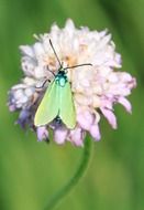 butterfly with green shiny wings