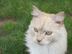 white cat sits on a green lawn