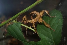 Ghost insect on the green leaf