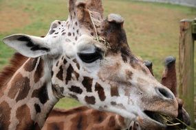 giraffes in a safari