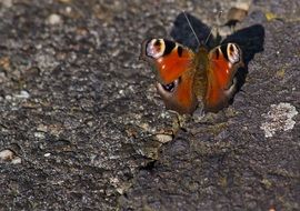 closeup photo of peacock butterfly on the ground