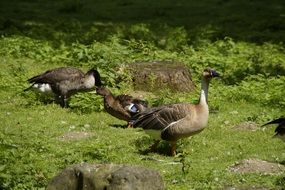 wild geese family on a green meadow