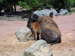 family of buffaloes among stones in the natural environment