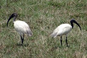 pair of black-headed ibises, india