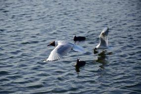 seagulls catching food in water