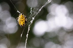 Spider Yellow Macro