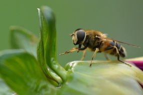 bee sitting on a green leaf