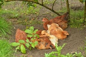 brown hens in the sand under the tree