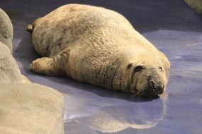Basking Seal on purple ice