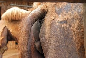ass animal tail