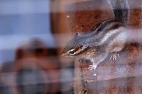 Cute stripy squirrel