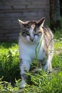 domestic cat strolling on the green grass