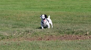 handsome Jack Russell Terrier