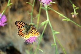 orange butterfly with black dots