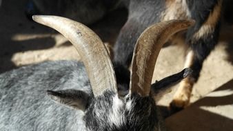 goat horns close up