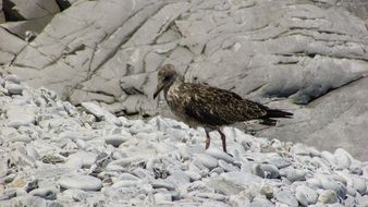 Grey gull in the wildlife