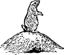 Prairie Dog drawing