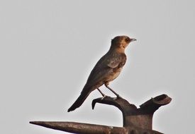 Brown Indian Bird