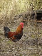 black-brown rooster on a farm in autumn