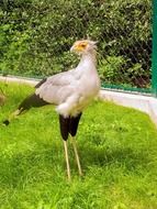 secretary bird stands on green grass