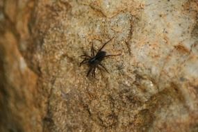 spider on a brown stone close-up