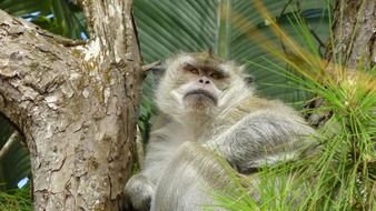 monkey among tropical trees