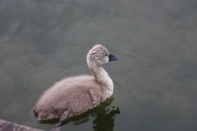 young wet swan in the water