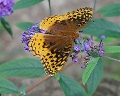 Great Spangled Butterfly