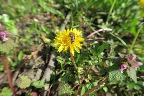 Bee and Dandelion