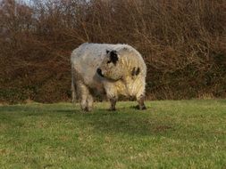 big animal in the meadow