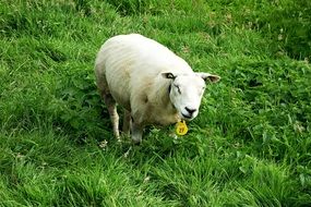 grazing white farm sheep