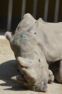 Rhino relax