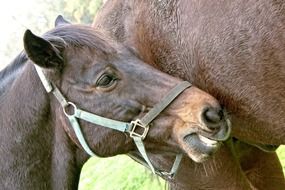 head foal on the background of his mom