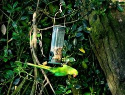 pink parrot near the feeders