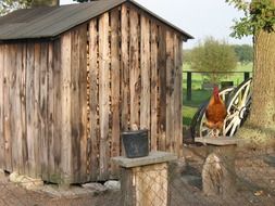 chicken near a wooden shed